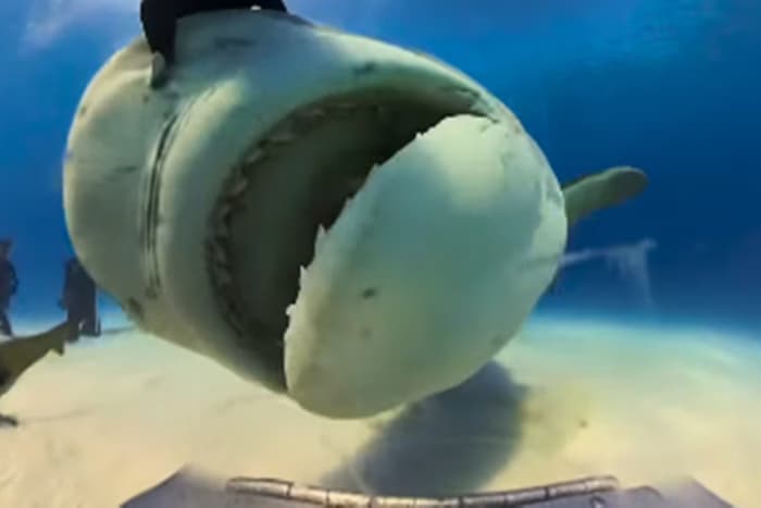 ASSUSTADOR: Tubarão engole câmera das mãos de brasileira nas Bahamas; Veja o vídeo