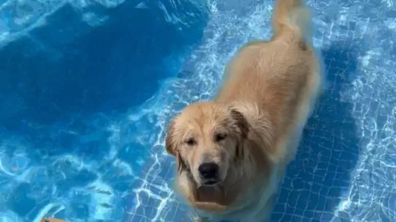 Corpo de cadela desaparecida é encontrado enterrado no quintal de adestrador no RJ