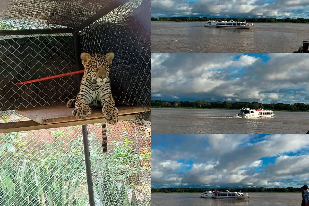 Golias: filhote de onça-pintada é transferido para Tefé