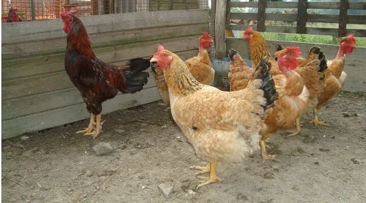 Ministério da Agricultura e Pecuária suspende eventos agropecuários e criação de aves ao ar livre no AM