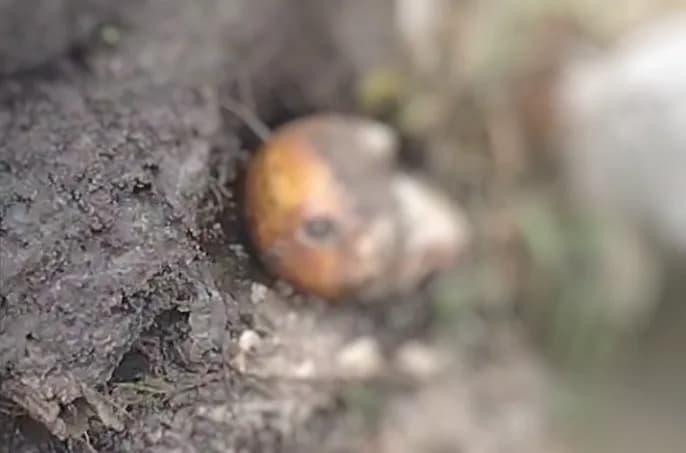 VÍDEO: Moradores encontram crânio humano às margens de igarapé em Manaus