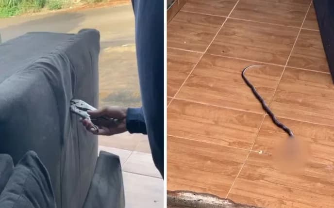 VÍDEO: Dona de casa encontra cobra dentro do sofá