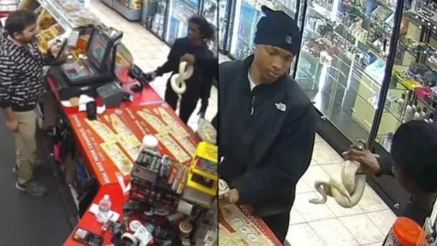 VÍDEO: Criminosos usam cobras pítons para assaltar loja nos EUA
