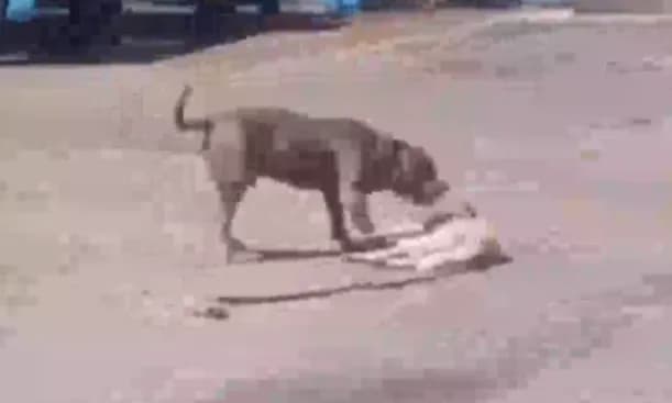 VÍDEO: Cachorro finge-se de morto para escapar de ataque de Pit Bull