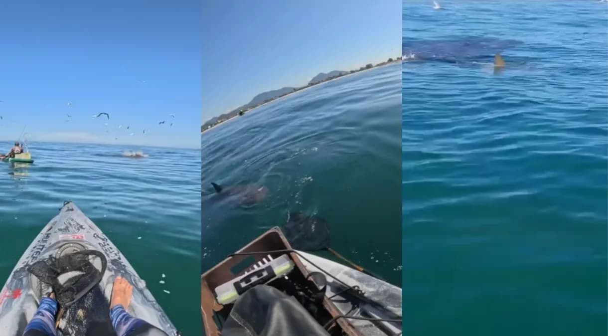 VÍDEO: Pescador é cercado por tubarões em mar, no Rio de Janeiro: “Ele estava seguindo o rastro”