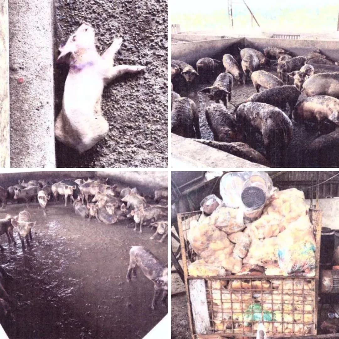 Ministério Público investiga más condições em criação de suínos em Manaus