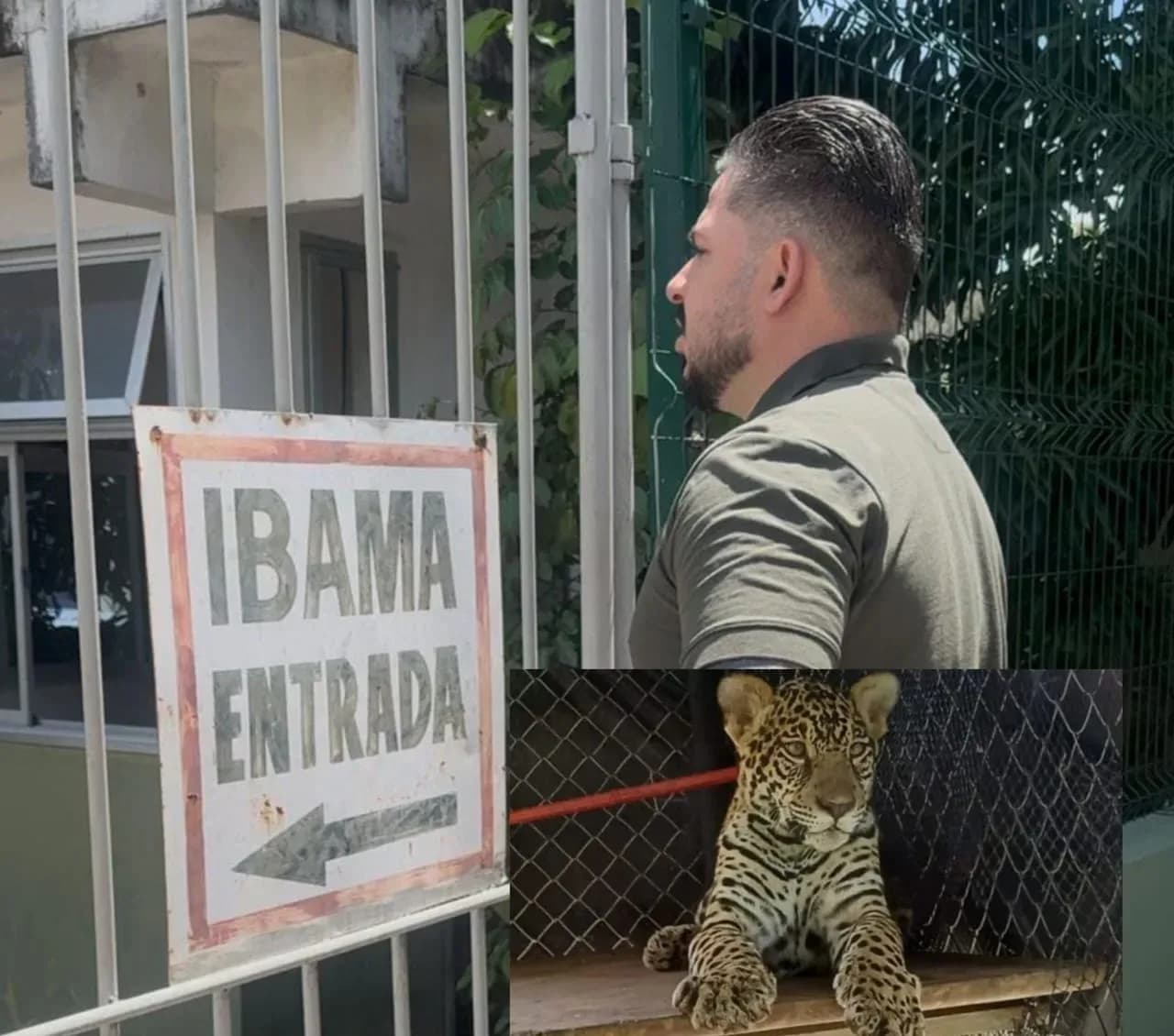 Exclusivo: onça Golias foi transferida para zoológico de Brasília e Ibama estava fechado em horário de expediente, denuncia protetor Amauri Gomes