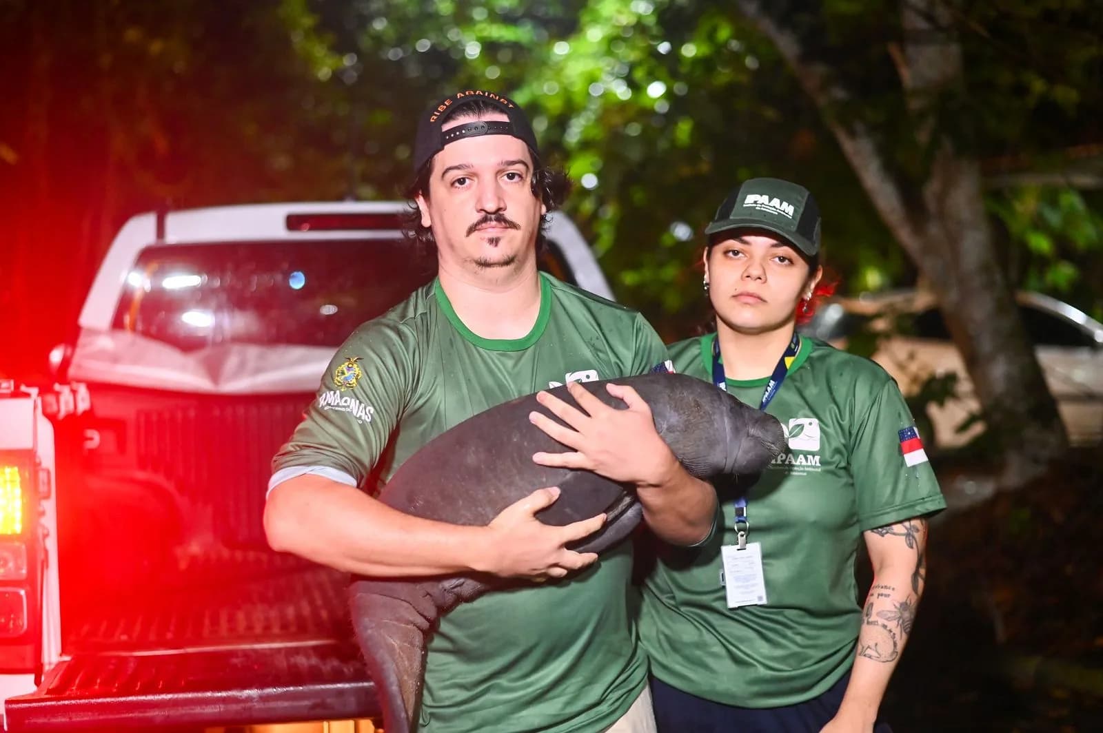 Filhote de peixe-boi é resgatado em Nova Olinda do Norte e levado para instituto em Manaus