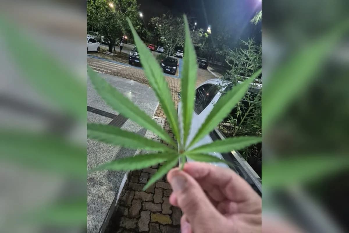 Plantação de maconha: agrônomo é preso por plantar cannabis entre pés de mandioca