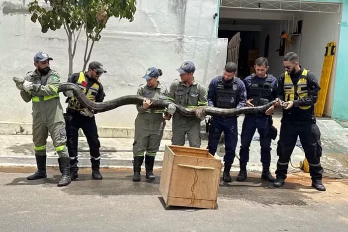 VÍDEO: Cobra de quase 5 metros é encontrada em rede de esgoto na Bahia