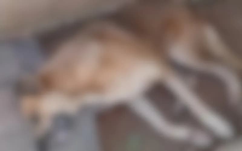 VÍDEO: cachorro é morto a tiros por vizinho da tutora em Carauari