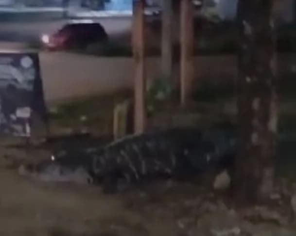 VÍDEO: Jacaré gigante é flagrado passeando em Porto Velho “É o Dony”