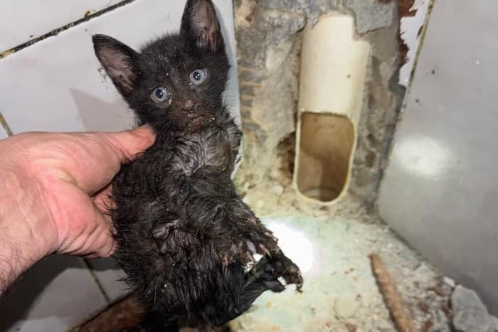 VÍDEO: gato fica preso em cano de banheiro no interior de SP