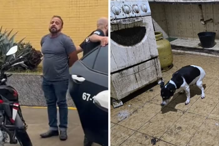 Médico é preso por manter cachorros congelados em freezer de casa; 3 gatos estavam trancados em banheiro
