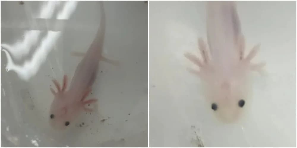 Axolotes do ‘Minecraft’ apreendidos em Correio de Manaus acendem alerta de comércio ilegal