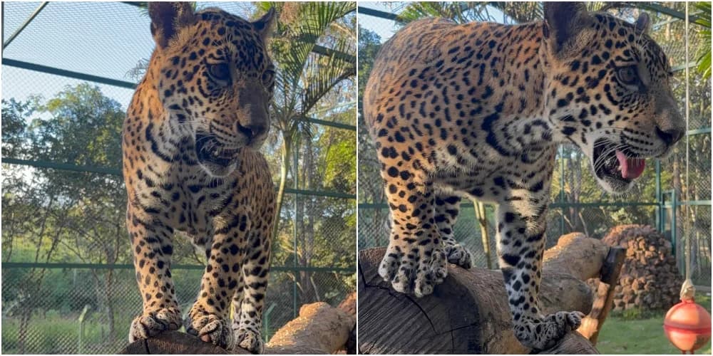 VÍDEO: Após polêmica, onça Golias chega a santuário de animais em Brasília