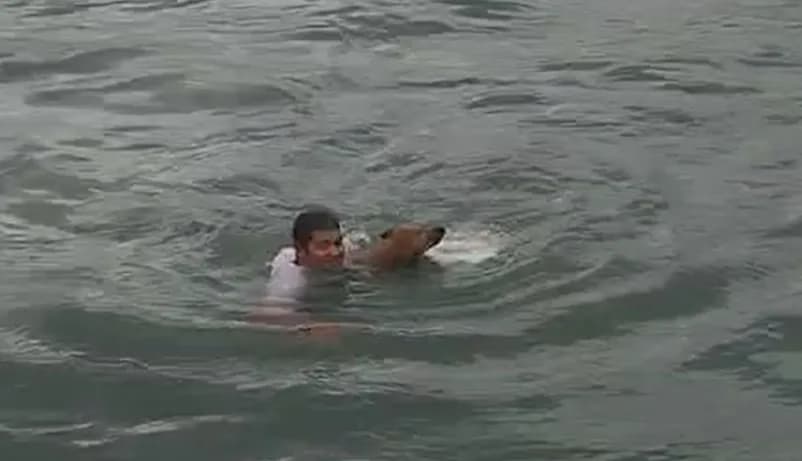 VÍDEO: Cachorro à deriva é resgatado no mar no litoral Norte de SP