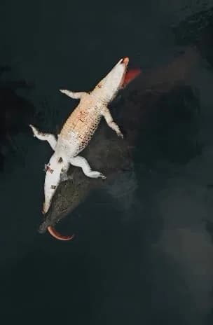 VÍDEO: Cinegrafista registra momento sensível na vida selvagem