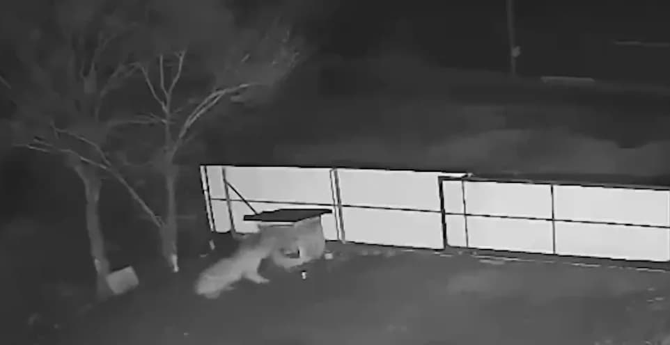 VÍDEO: Tigre invade quintal, ataca cachorro e arrasta animal para floresta na Rússia