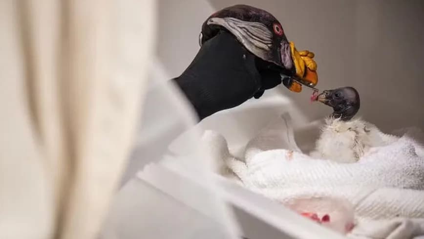 Fantoche ajuda a salvar urubu-rei raro no Zoológico de Bronx