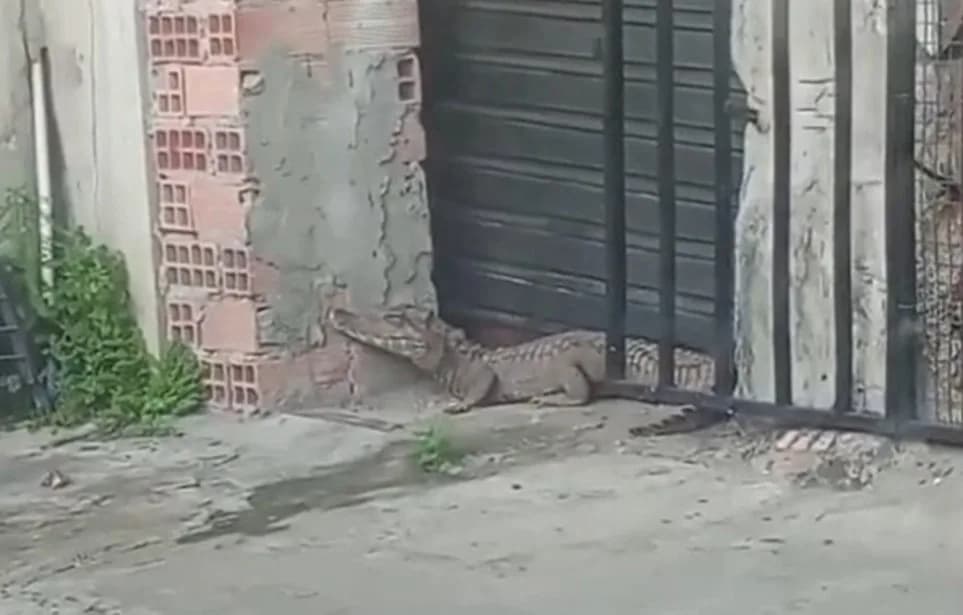 VÍDEO: Jacaré é avistado próximo a comércio no bairro Cidade Nova, em Manaus