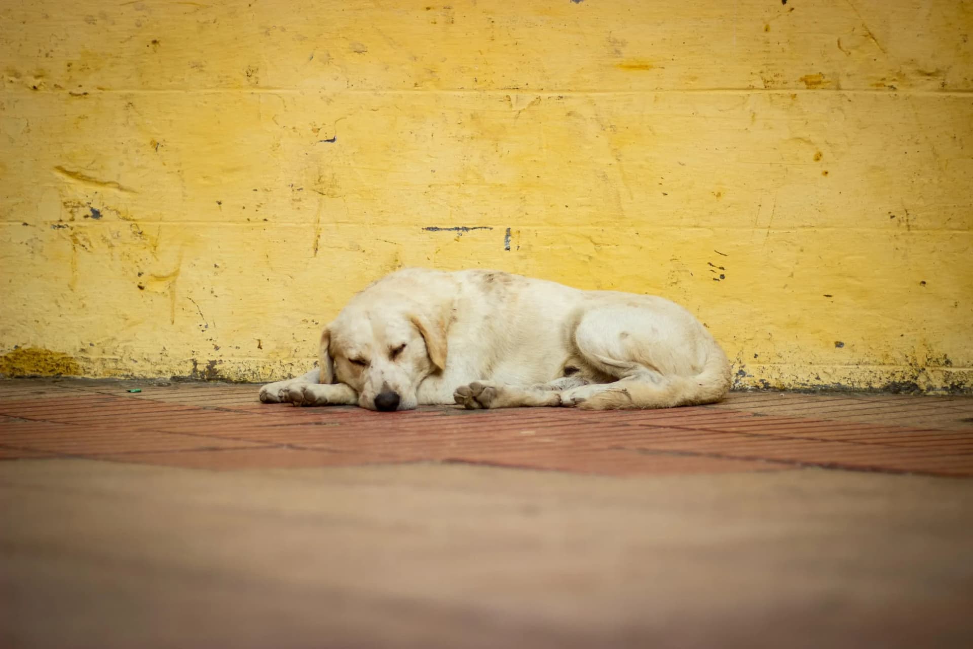 MPAM investiga políticas públicas de bem-estar animal em Careiro da Várzea