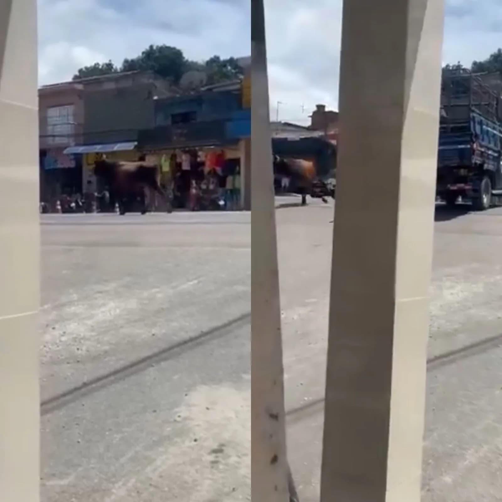 VÍDEO: boi foge de caminhão e atinge mulher em Maceió