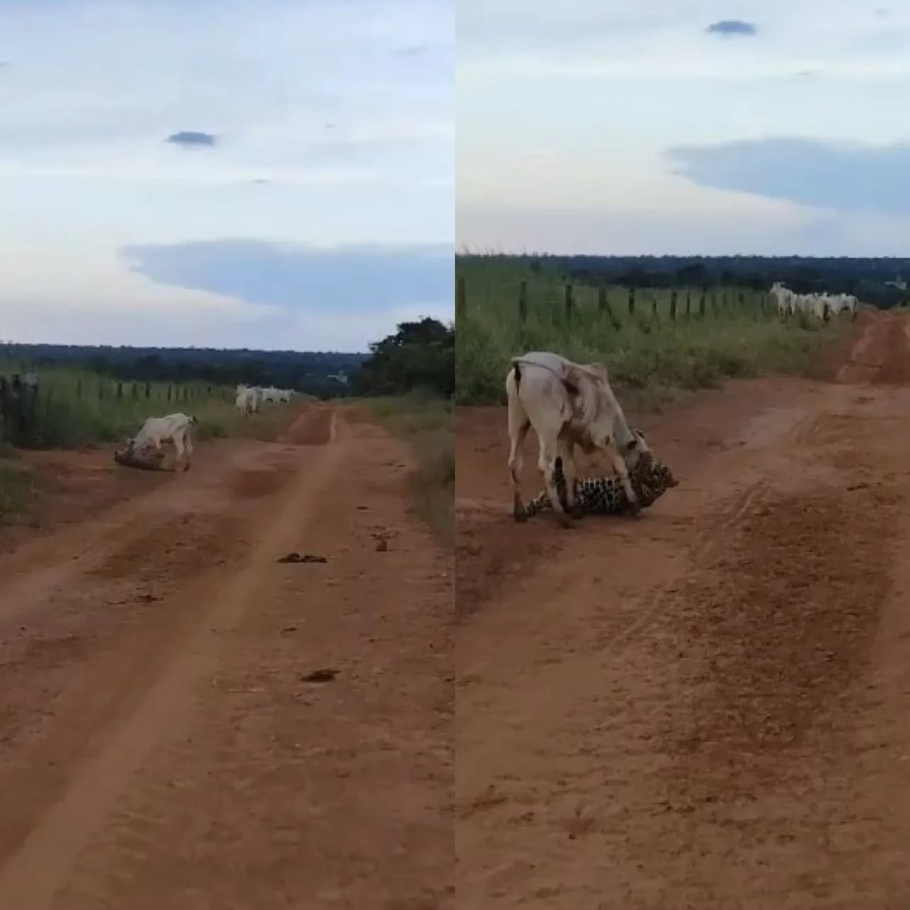 VÍDEO: Onça tenta atacar bezerro em propriedade rural e vídeo viraliza nas redes