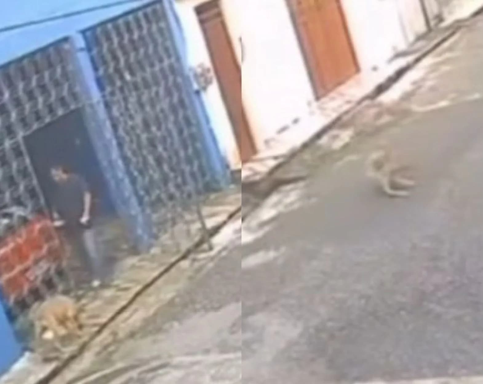 VÍDEO: No Pará, homem atrai cachorro com comida e joga água quente no animal