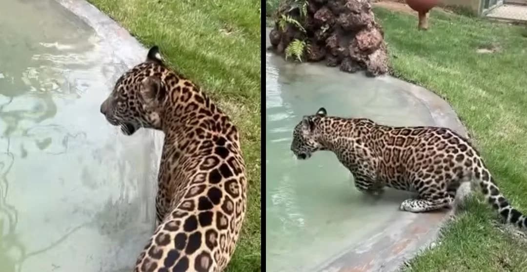Golias: filhote de onça é estimulado a nadar em santuário de Goiânia