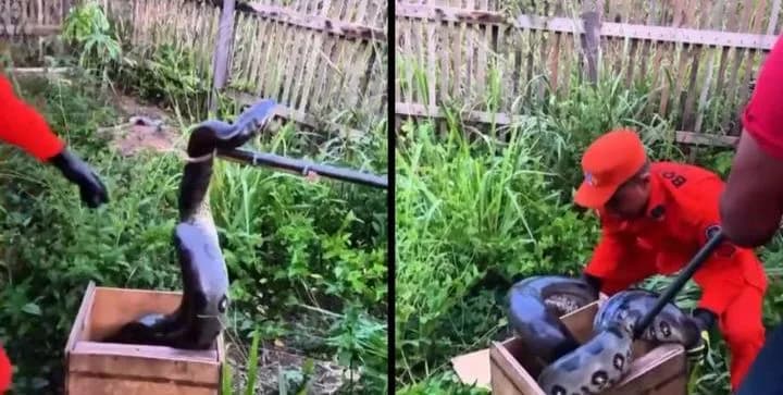 Susto no quintal: moradores encontram sucuri de 3,5 metros em Humaitá; vídeo