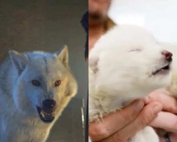Lobo de “Game of Thrones” extinto há 13 mil anos volta a vida por meio de biotecnologia