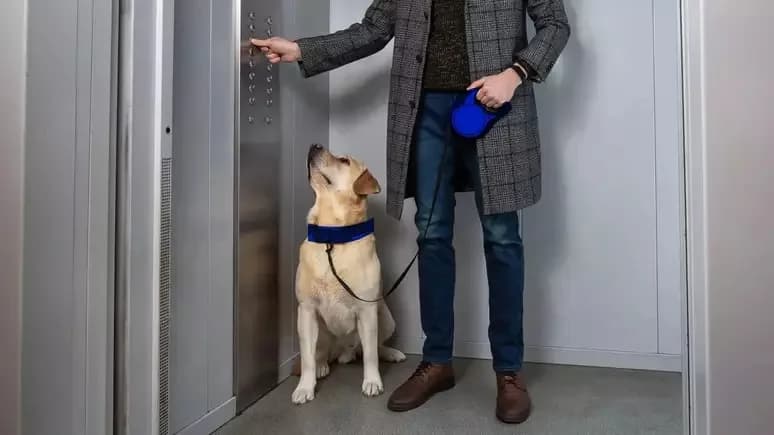 Pets e vizinhança: os direitos e deveres de quem vive em condomínio