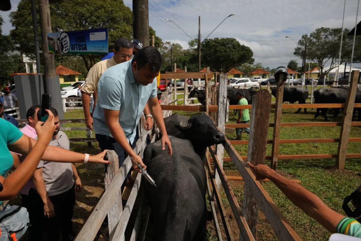 Amazonas conquista certificação internacional de área livre de febre aftosa sem vacinação