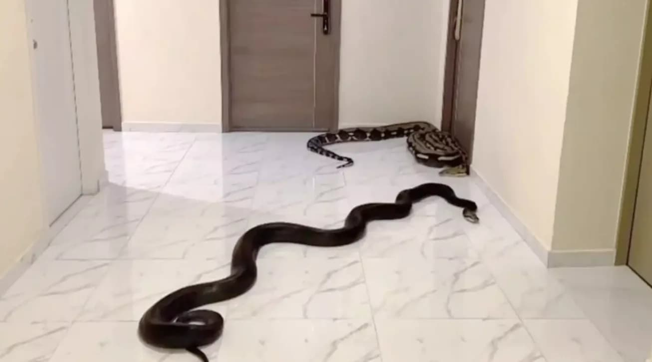 VÍDEO: Morador solta cobras em prédio como vingança por latidos de cachorro