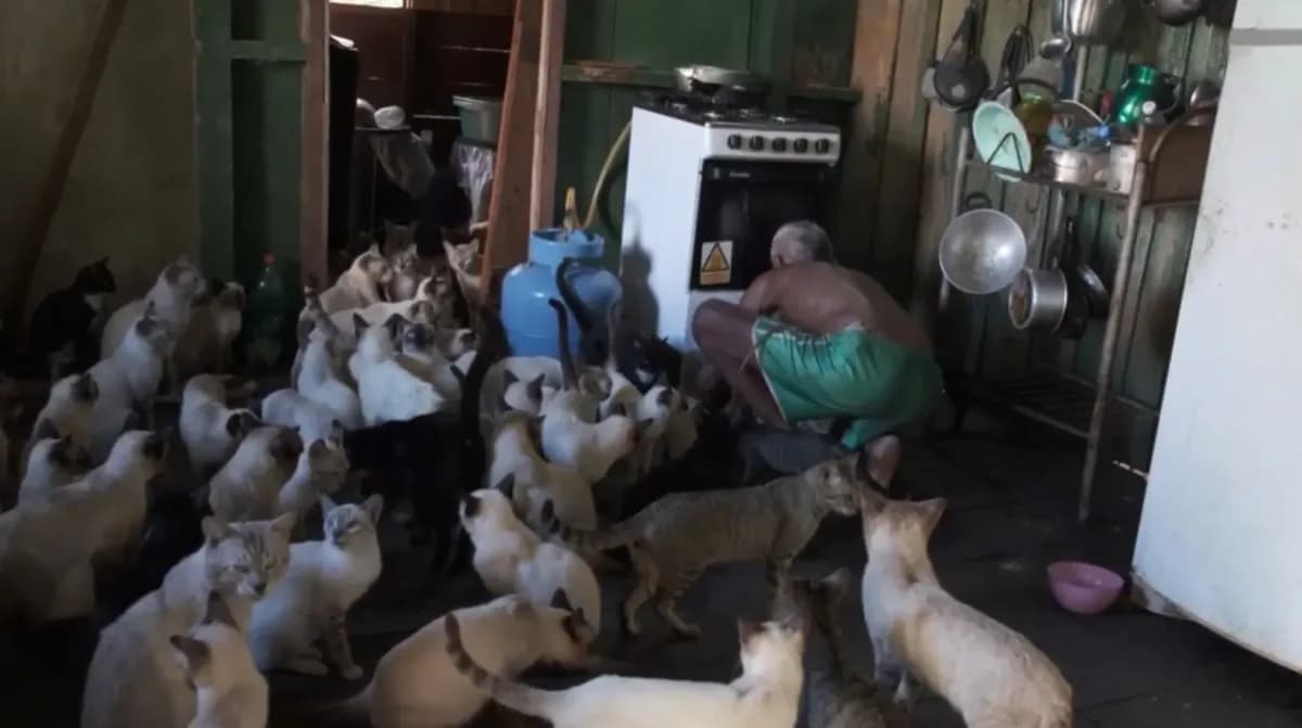 Mutirão de castração atende 80 gatos resgatados por idosos no Amazonas