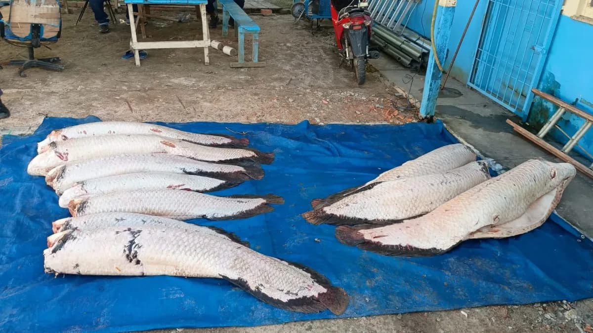 Homem é preso por pesca ilegal de 365 kg de pirarucu, em Amaturá