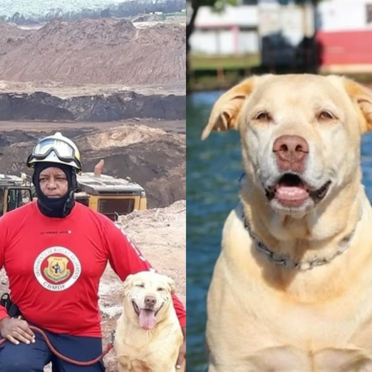 Morre Thor, cão herói que atuou no resgate em Brumadinho