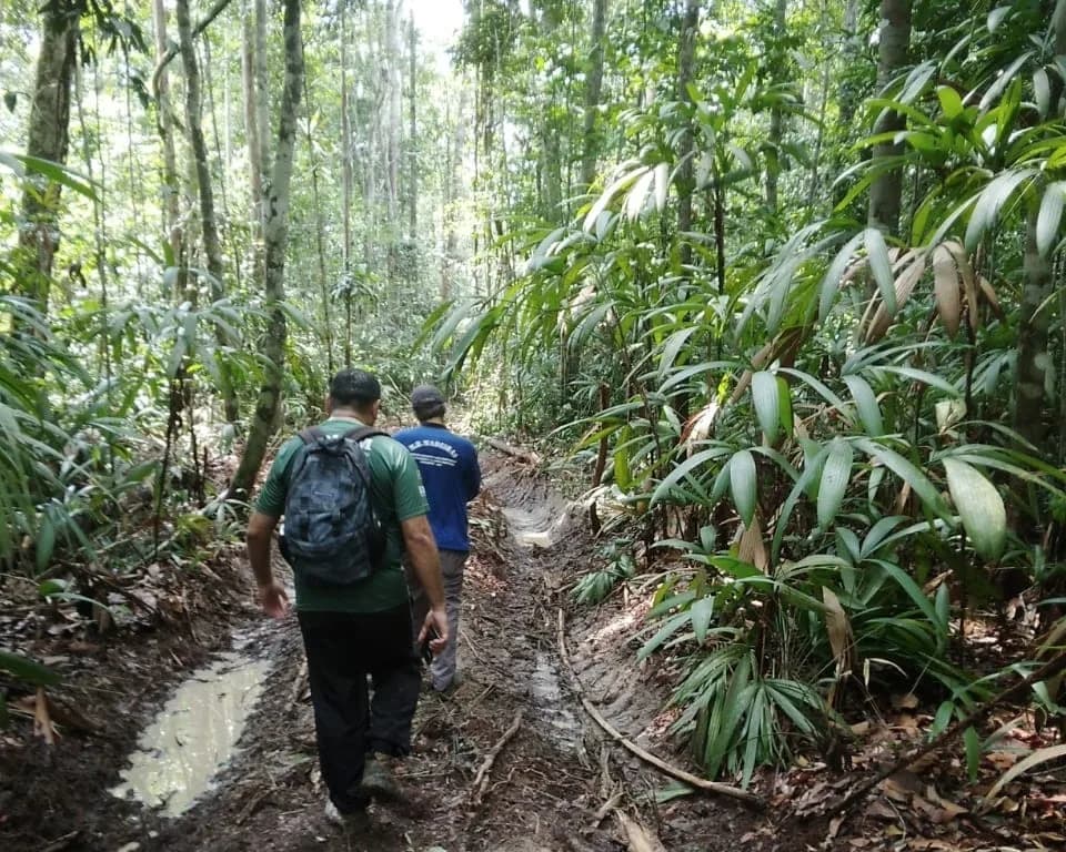 Termina nesta quinta (15/5) o período de Defeso Florestal no Amazonas