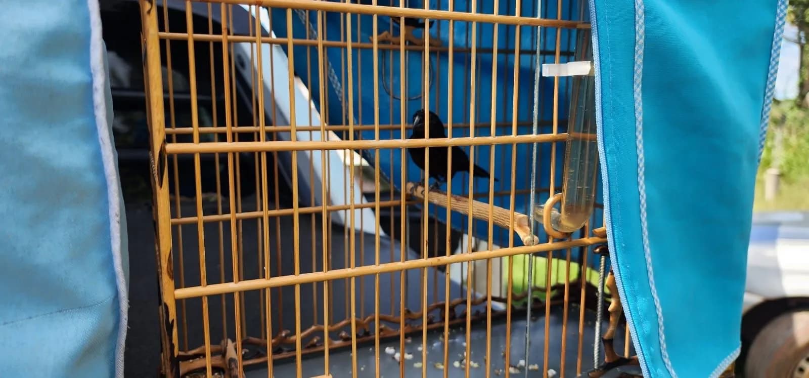 Captura ilegal de aves: 3 pessoas são autuadas pelo Ipaam e Batalhão Ambiental da PM em Iranduba