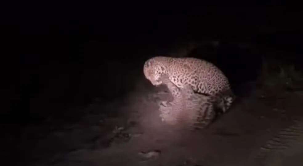 ENCONTRO SELVAGEM: onças são flagradas em briga por terriório no Pantanal do Mato Grosso do Sul