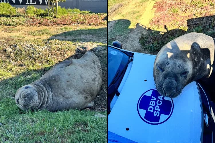 VÍDEO: Elefante-marinho de duas toneladas é visto em rua de cidade costeira na África do Sul