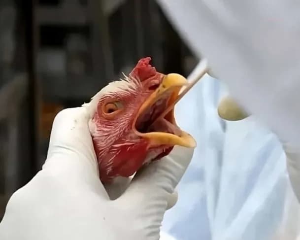 Governo Federal confirma segundo caso de gripe aviária em granja brasileira
