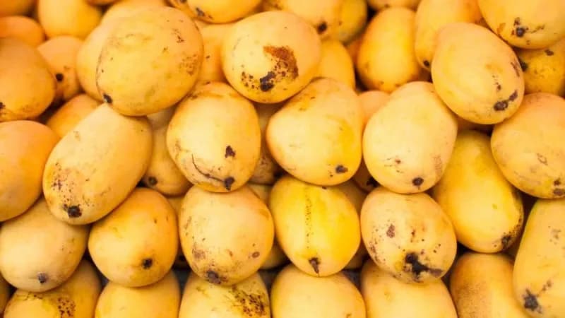 Macia e suculenta: saiba qual a fruta mais doce do mundo