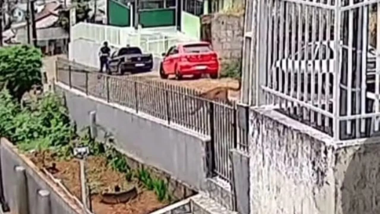 Jovem dá de cara com onça-parda no meio da rua, em Santa Catarina; veja vídeo
