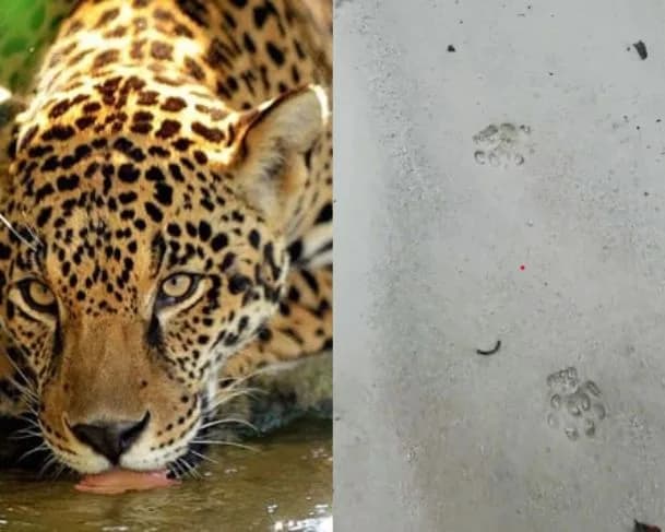 Cachoeira em Presidente Figueiredo é interditada após aparição de onça