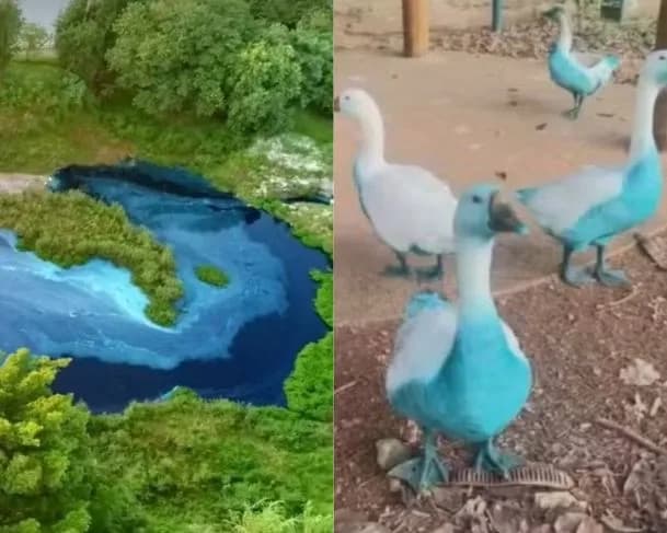 Corante derramado em lago deixa animais azuis em Jundiaí