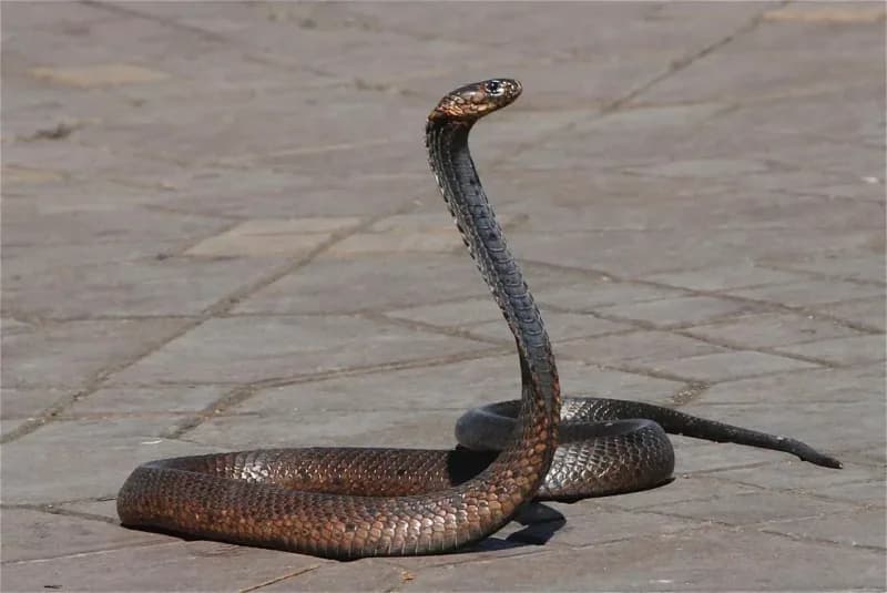 Americano leva mais de 200 picadas de cobras e contribui para criação de antídoto