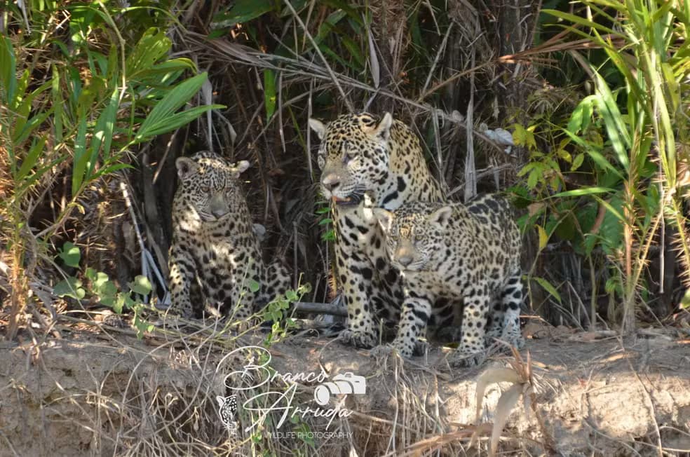 IMPRESSIONANTE: onça é flagrada arrastando boi pela correnteza em rio no Pantanal