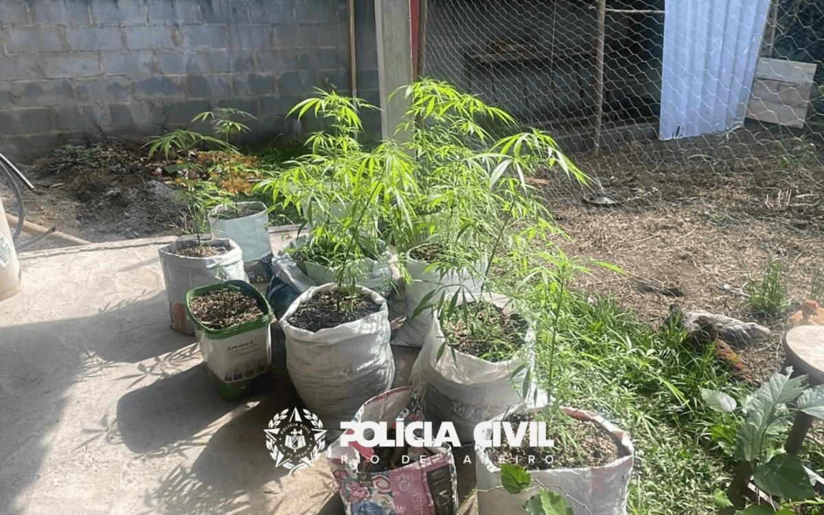 Homem é preso por plantar e vender maconha para seita religiosa no Rio de Janeiro